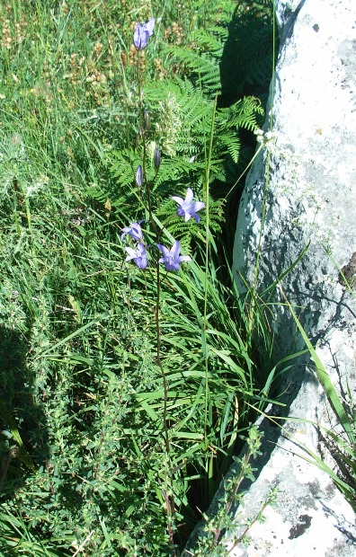 Campanula rapunculus